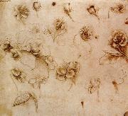 Leonardo  Da Vinci Flower Studies oil painting artist